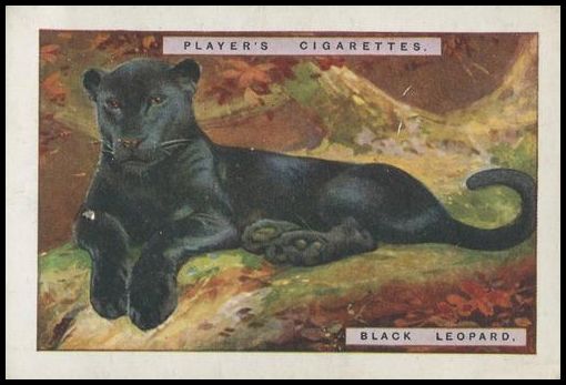 6 Black Leopard